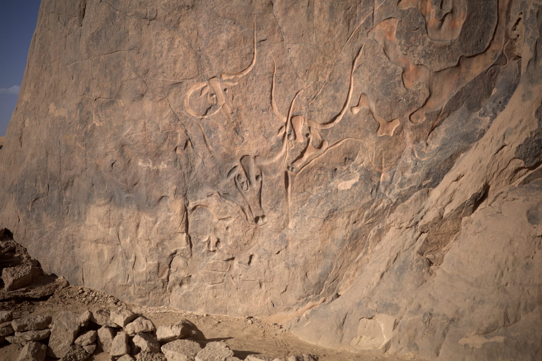 Carvings, sandstone, cattle.