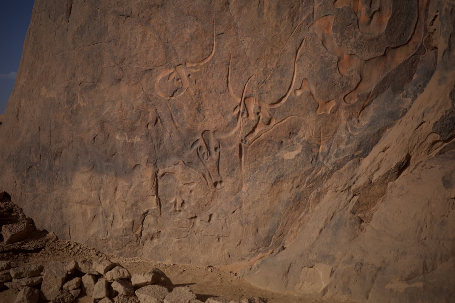 Carvings, sandstone, cattle.